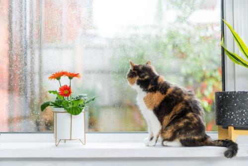 外を眺める猫の後ろ姿