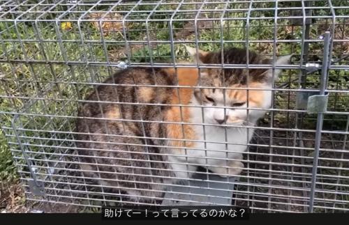 罠に引っ掛かった猫