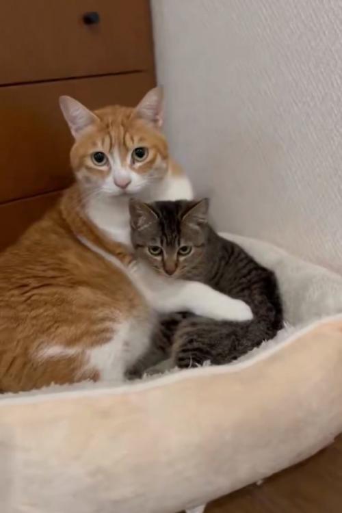 子猫を抱きしめる猫2