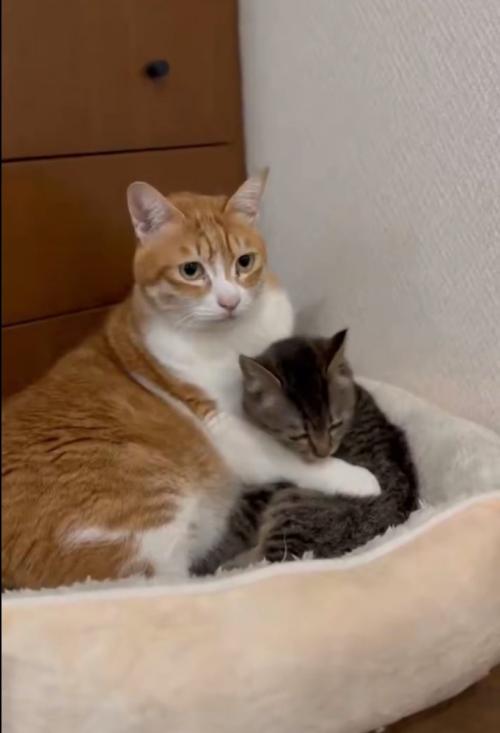 猫の前足を舐める子猫