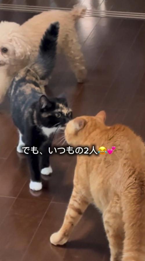 鼻を近づけて匂いをかぎ合う2頭の猫