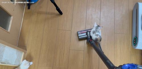 掃除機に乗っている子猫