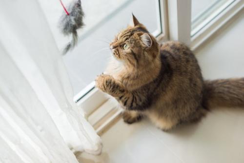おもちゃで遊ぶ猫