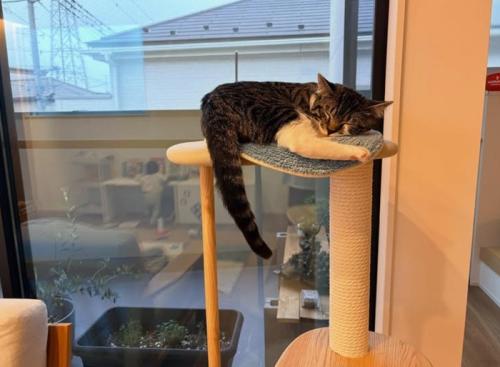タワーで寝る猫