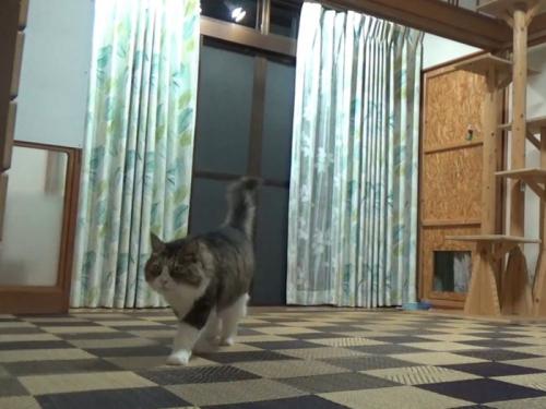 カーペットの上を斜めに歩いていく猫