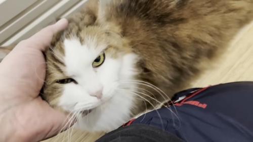 嬉しそうな猫