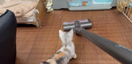 掃除機を見ている子猫