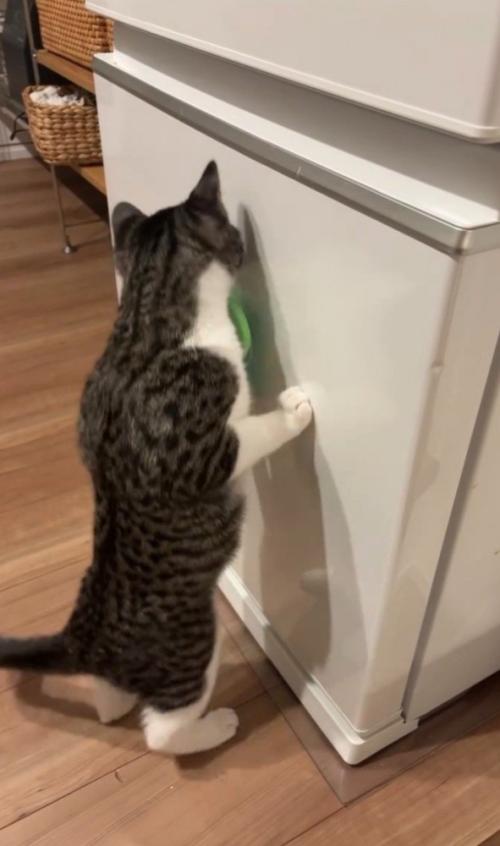 立ち上がる猫
