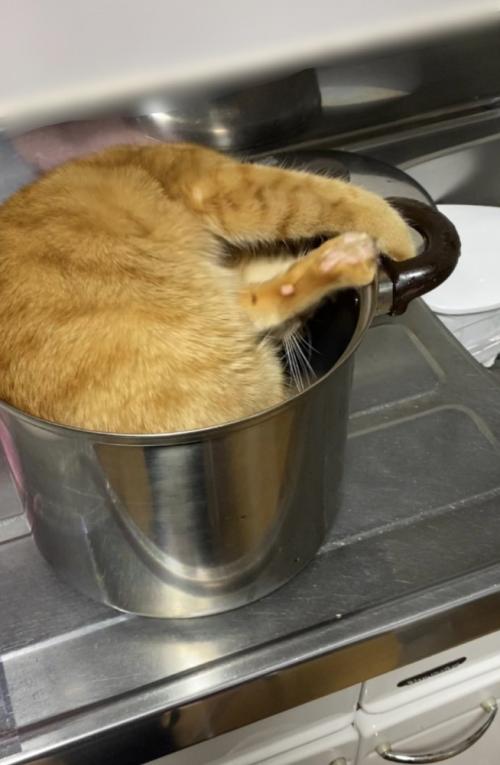 体を回す猫