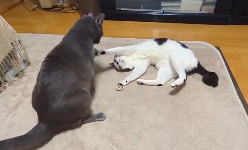 床に寝転がりながら、自分に飛びついてきたグレーの猫を見上げる白黒猫