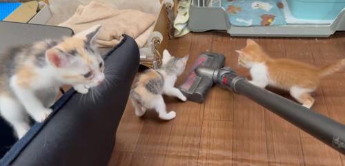 掃除機を見ている子猫