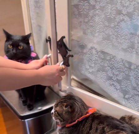 戸棚の扉を手前に引く飼い主