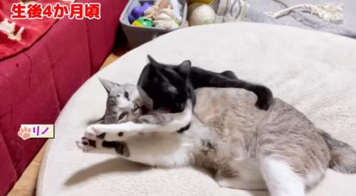 先住猫とプロレスをする子猫