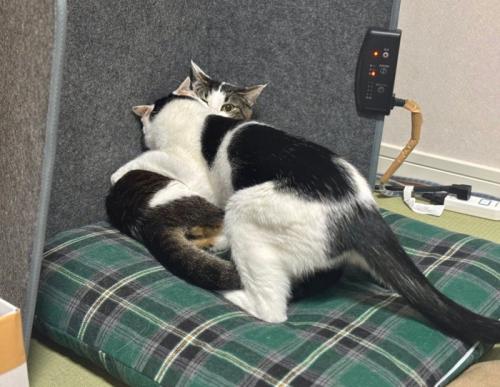 ケンカする2匹の猫
