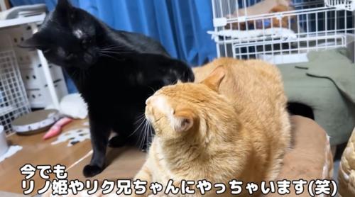先住猫と遊びたがる黒猫