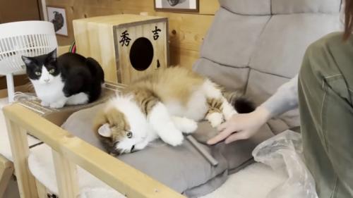 くつろぐ猫