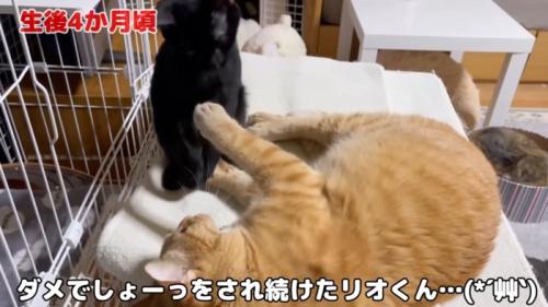 寝転がっている先住猫と子猫