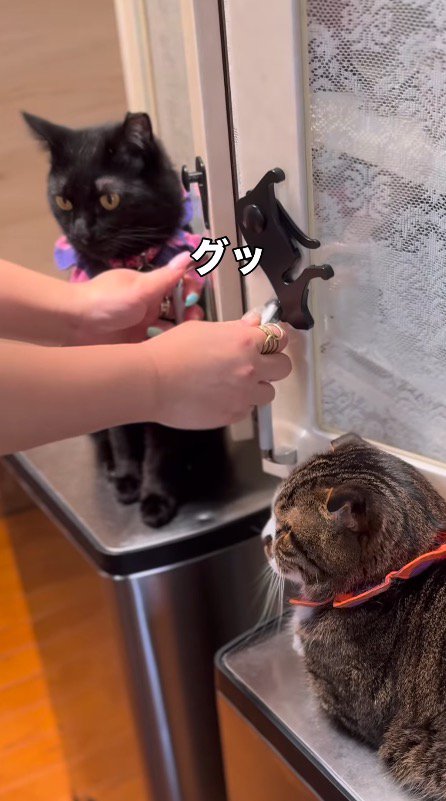 戸棚の扉が当たった黒猫