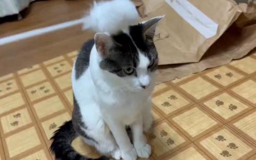 猫の頭を猫じゃらしでぽんぽんしている1