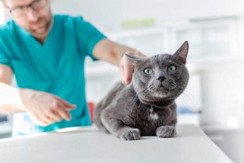 獣医師の診察を受ける猫