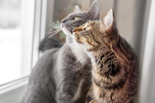 窓の外を見る2匹の猫