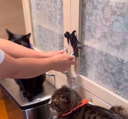 戸棚の取っ手に手をかける飼い主