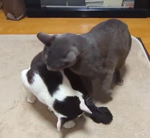 白黒猫の頭を舐めるグレーの猫