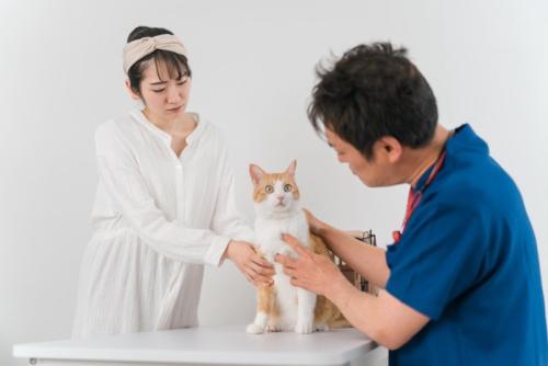 診察中の猫と獣医師、飼い主