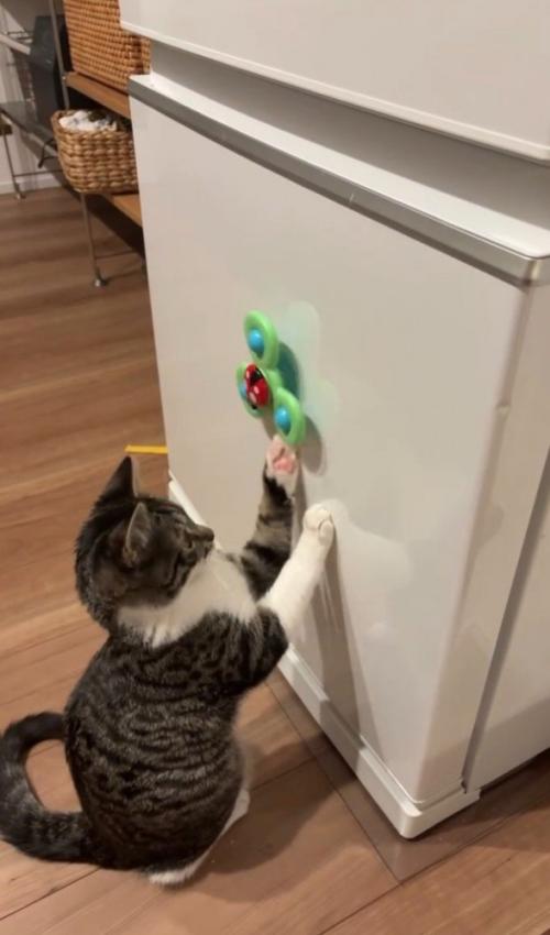 左手でおもちゃをまわす猫
