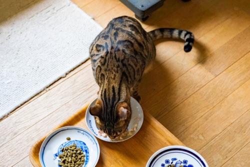 ご飯を食べる猫