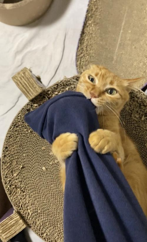 噛みつく猫