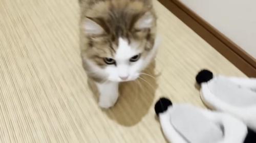 駆け寄ってくる猫
