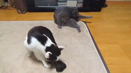 並んで毛繕いをする2頭の猫