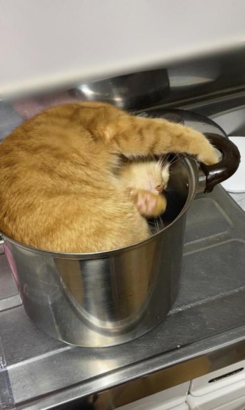 くるんと回る猫