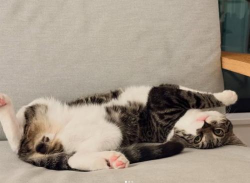 ひっくり返る猫
