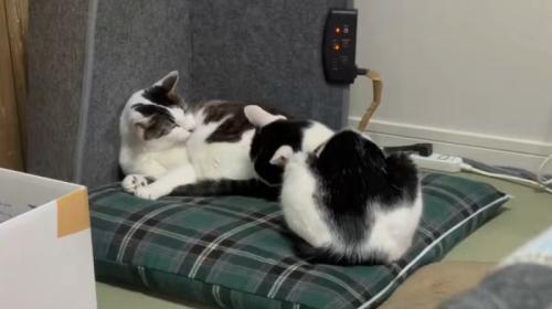 2匹の猫がグルーミングをしている