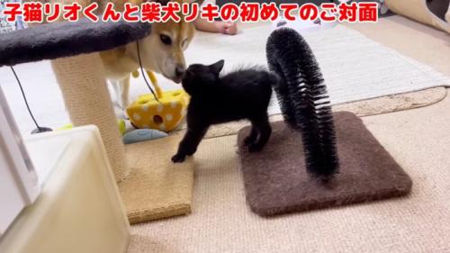 柴犬にあいさつする黒猫の子猫