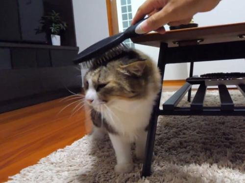 頭のブラッシングをされる猫