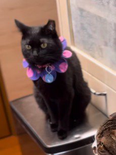 ゴミ箱の上に座る黒猫