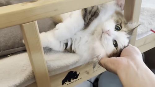 撫でられる猫