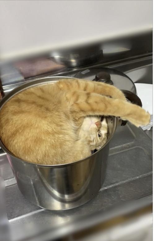 鍋に入る猫