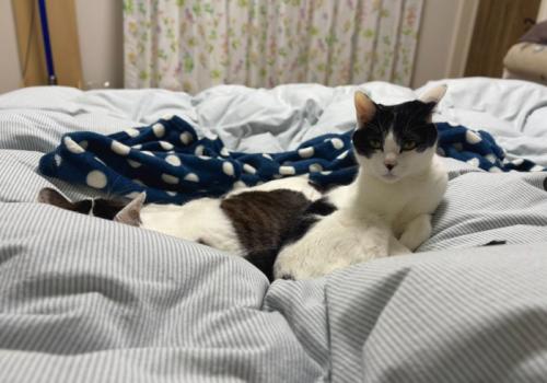 布団の上にいる2匹の猫