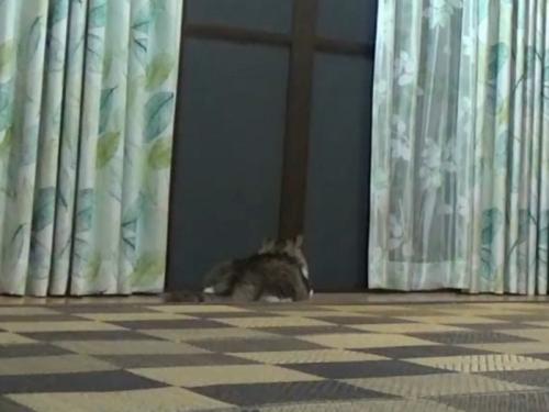 腹ばいで平たくなって床で寝る猫の後ろ姿