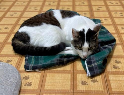 チェック柄の布の上に丸くなる猫