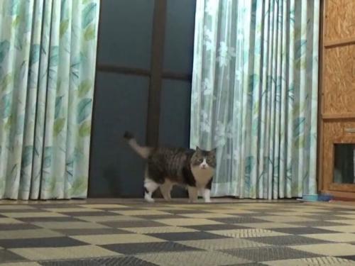 猫が名前を呼ばれて立ち上がった瞬間