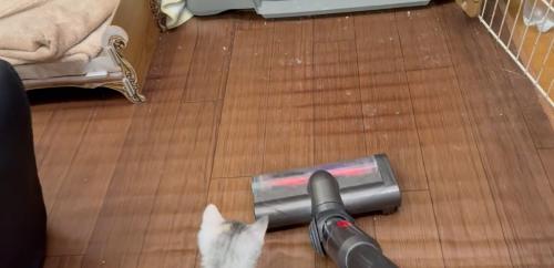 掃除機を見ている子猫