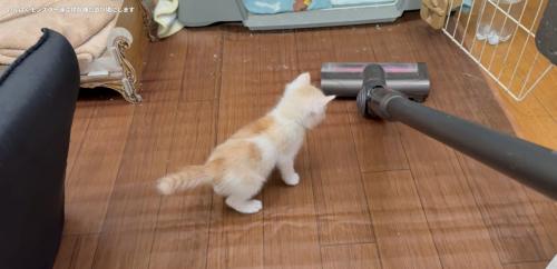 掃除機を見ている子猫