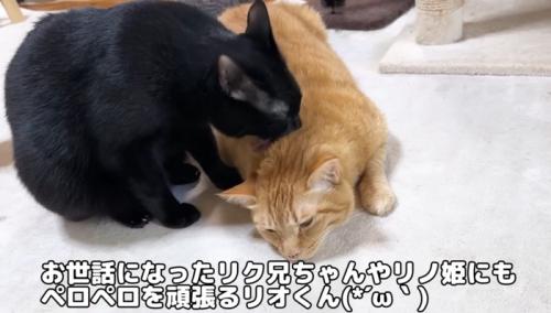 先住猫の毛づくろいをする黒猫