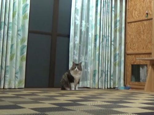 座り込む猫