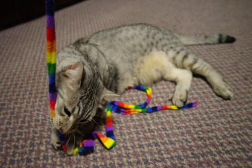 紐をかじって遊ぶ猫